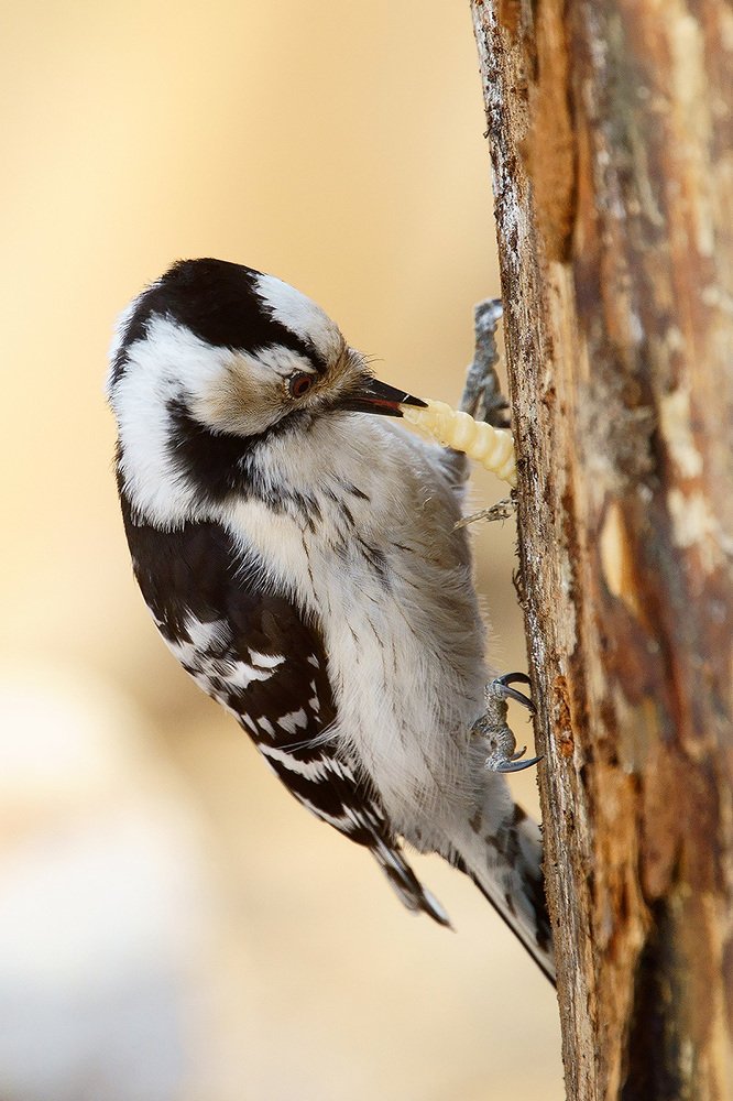 Photograph by Владимир Письмак