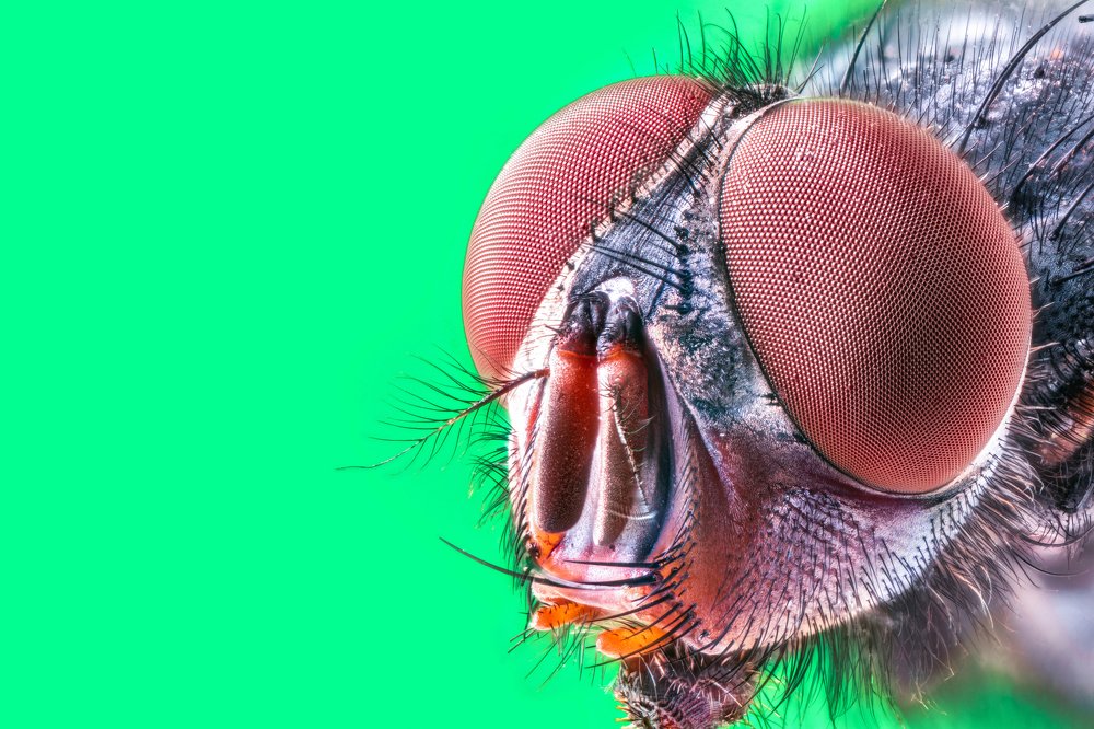 fly head stacked macro capture