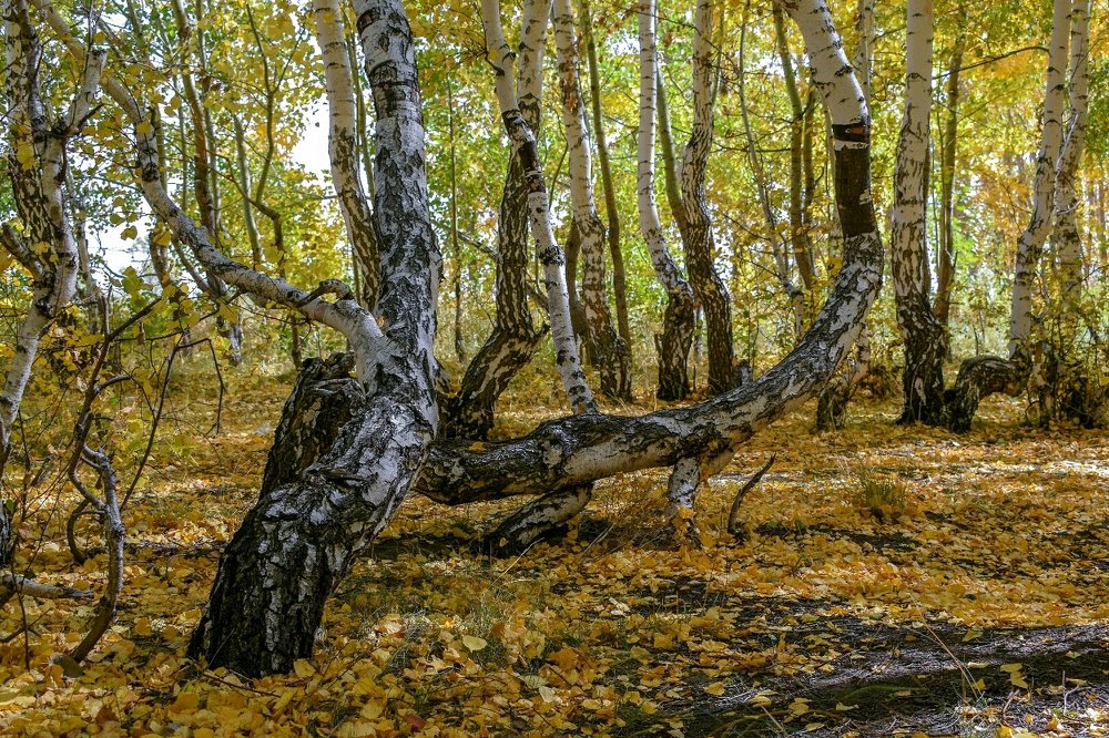 Photograph by Валерий Федяров