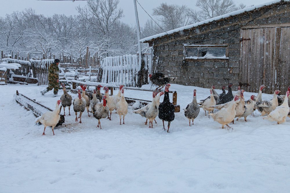Сельская жизнь