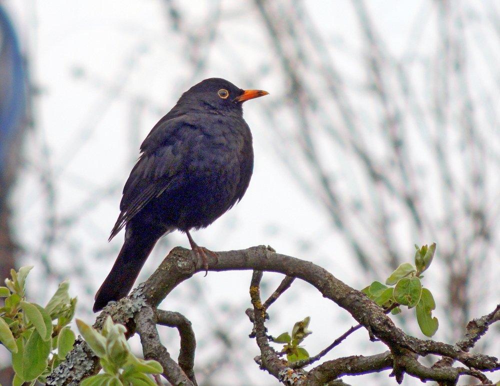 Чёрный дрозд