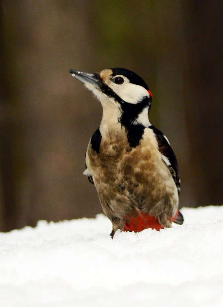 Большой пёстрый дятел