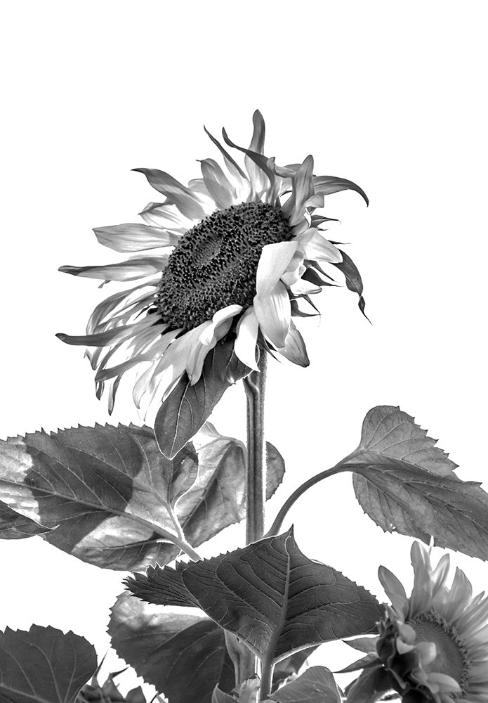 Photograph by Mohammad Ebrahim Zolfaghari