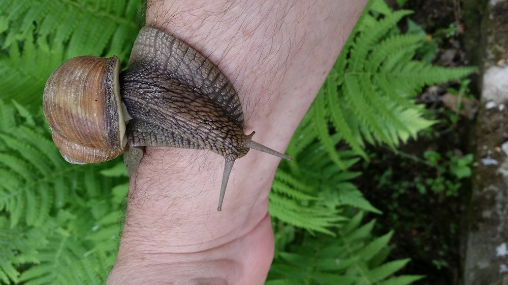 Helix