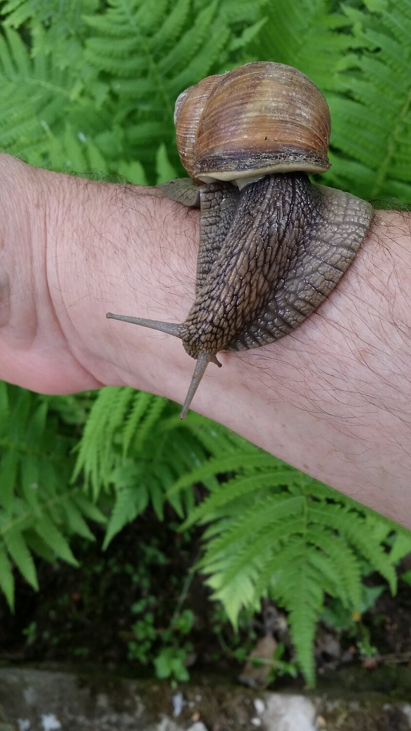 Helix