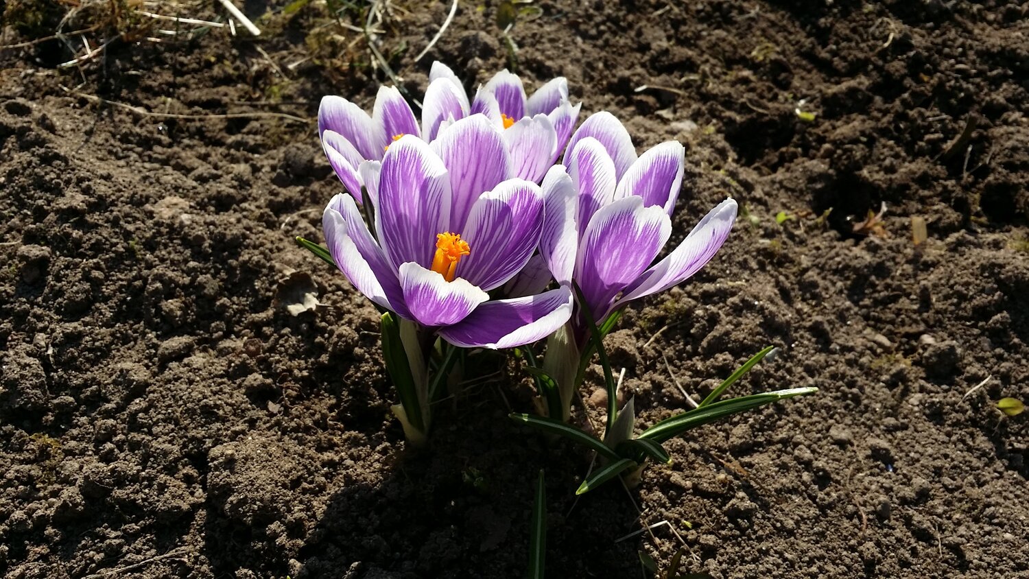 Crocus