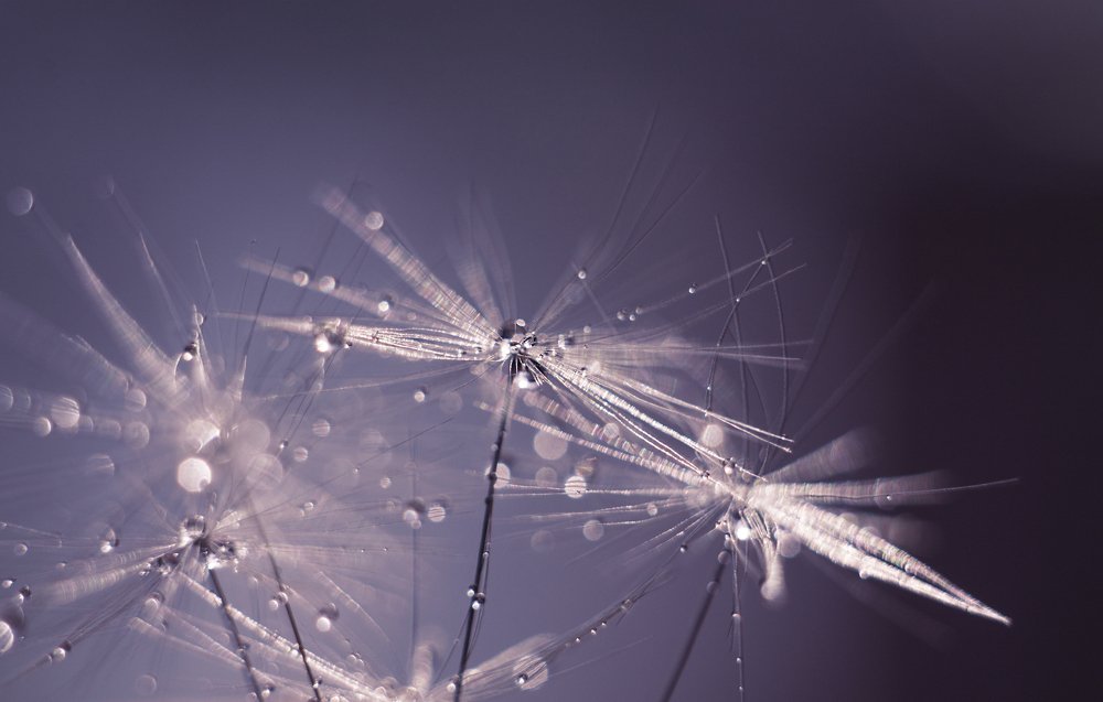 Photograph by Светлана Приходько