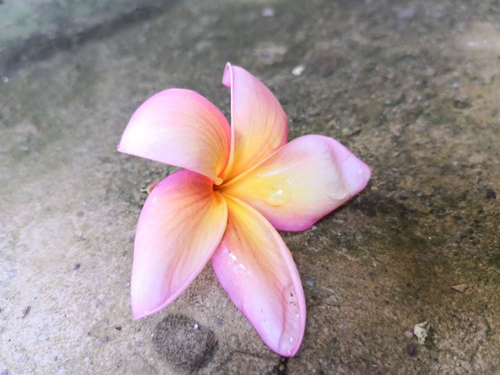 EL ROCIO EN LA MAÑANA