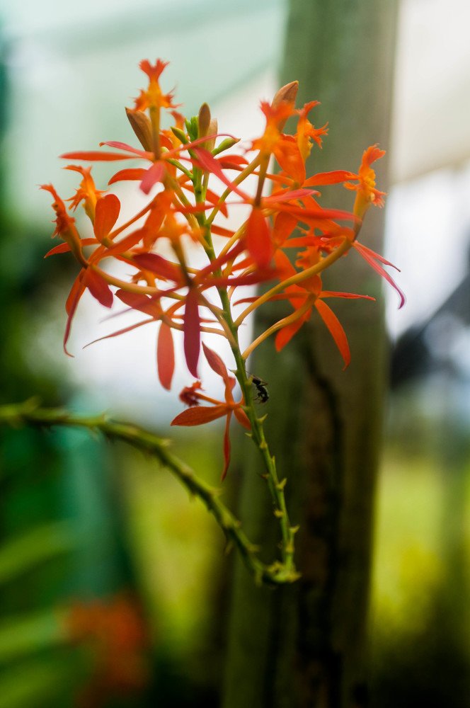 Photograph by Daniel Ulises Maguiña Ocampo