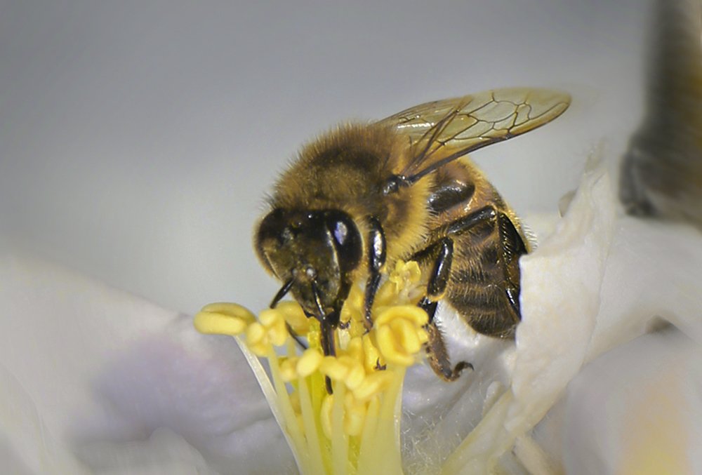 Я слушаю и пью воспоминание...