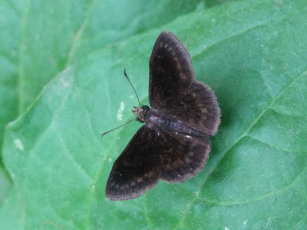 black butterfly