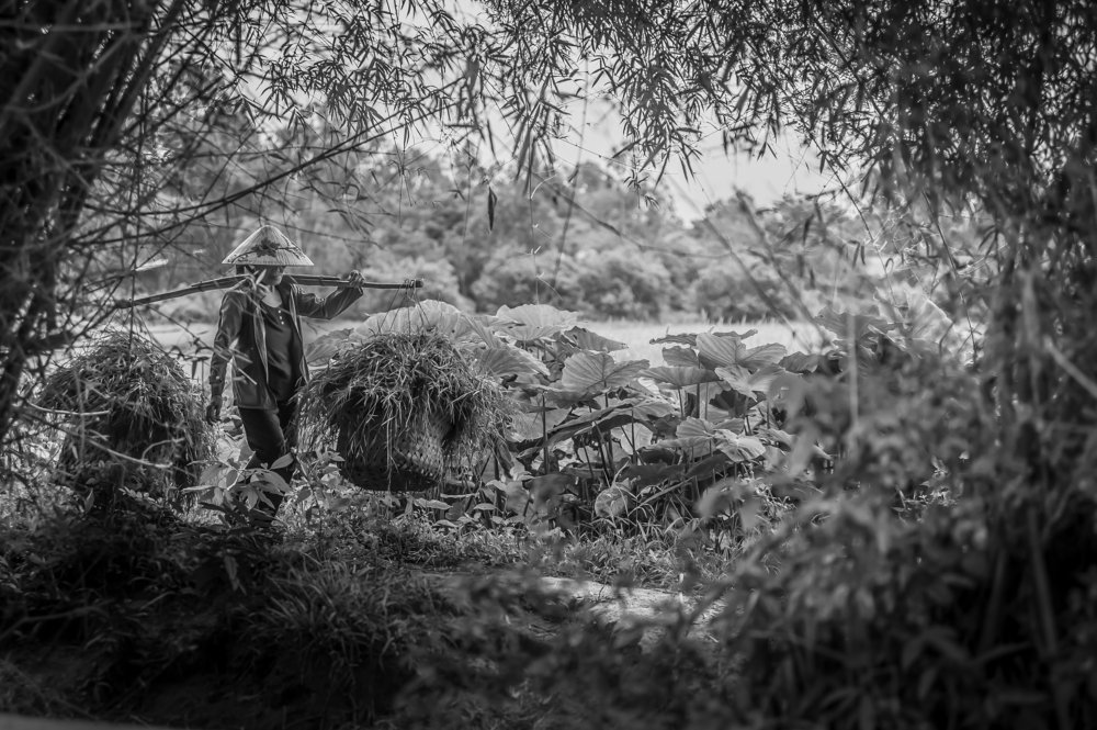 Photograph by Nguyễn Tấn