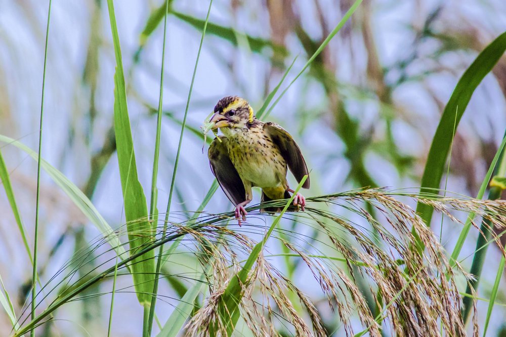 Last Battle of the Hungry