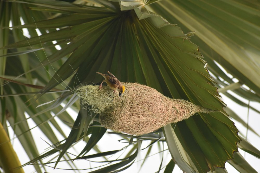 Weaver bird