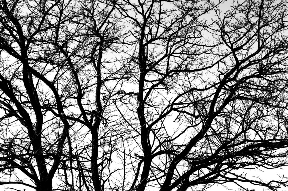 Photograph by Дмитрий Стадницкий