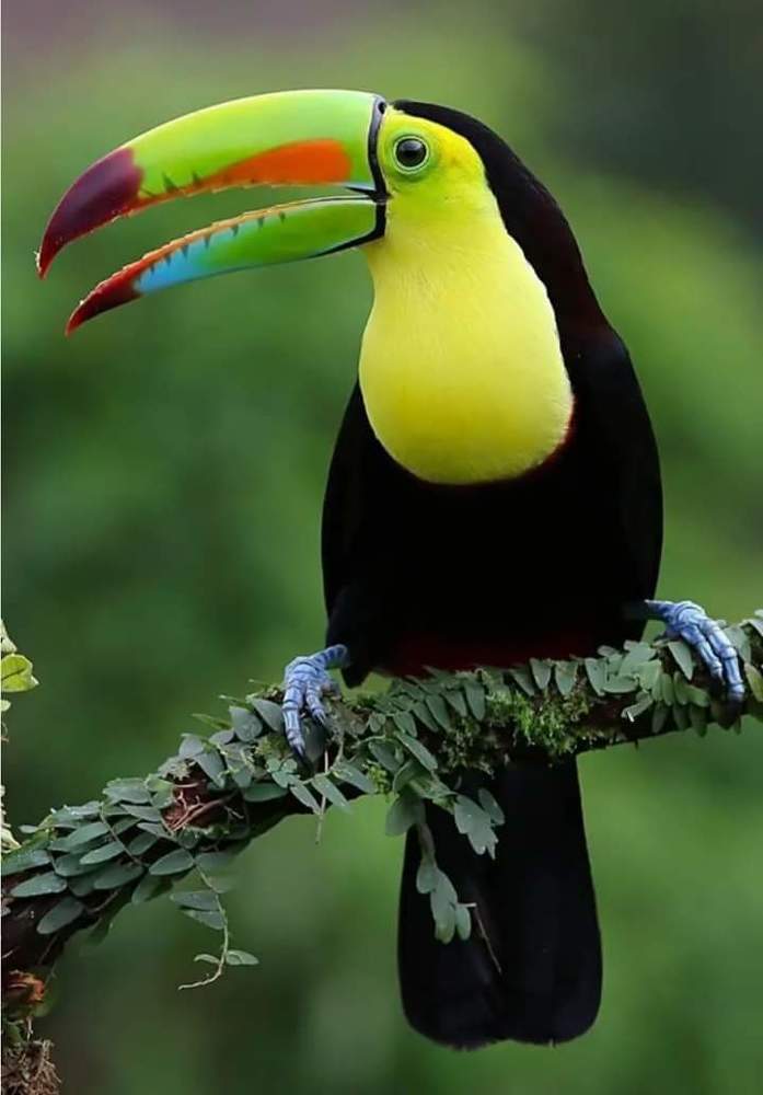 Photograph by Martin Araya