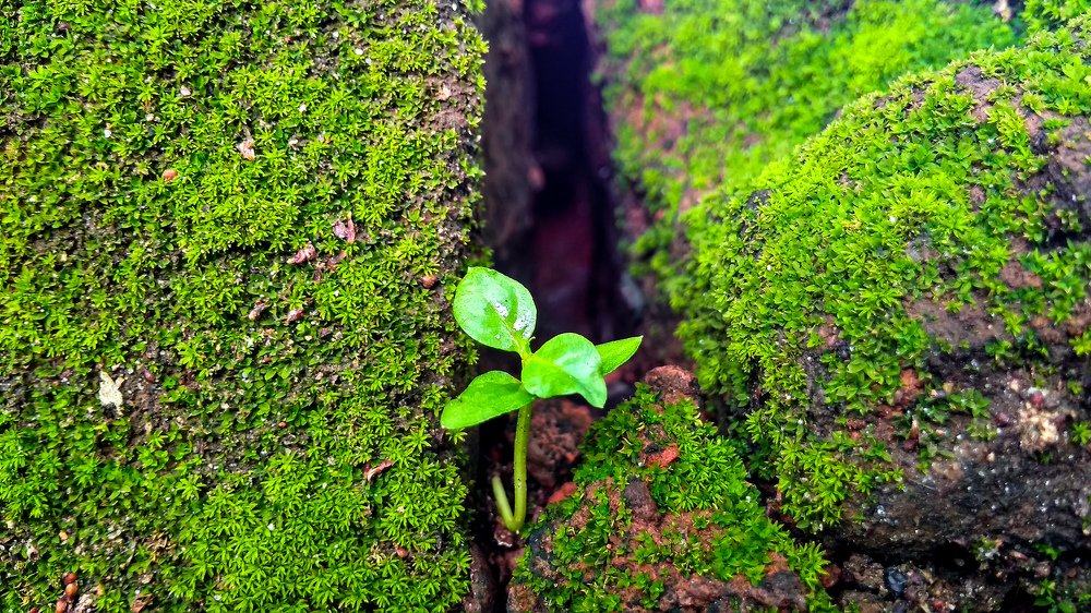 Tiny Life