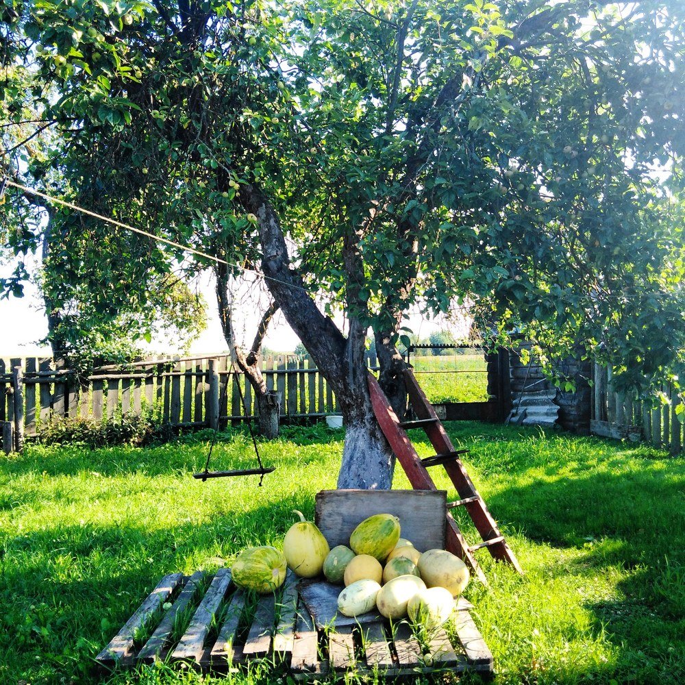 Утро в деревне