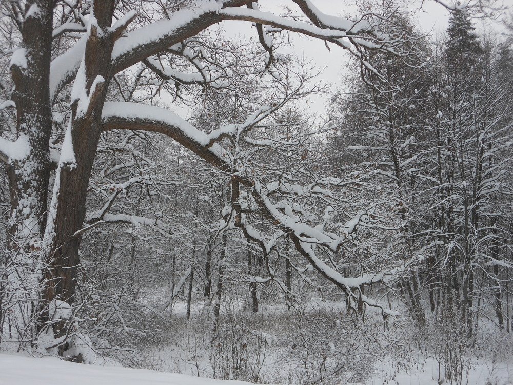 Зимний лес