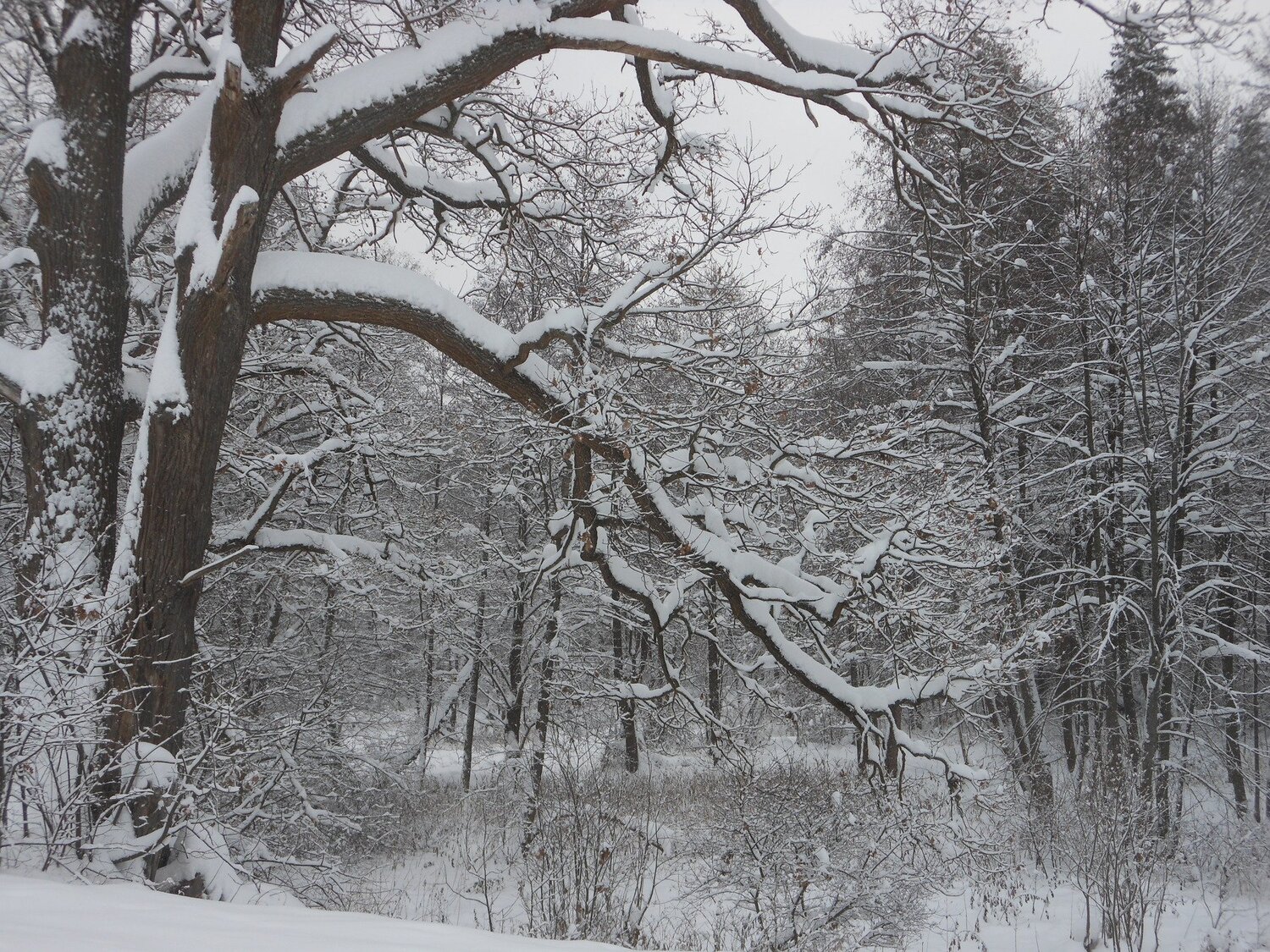 Зимний лес