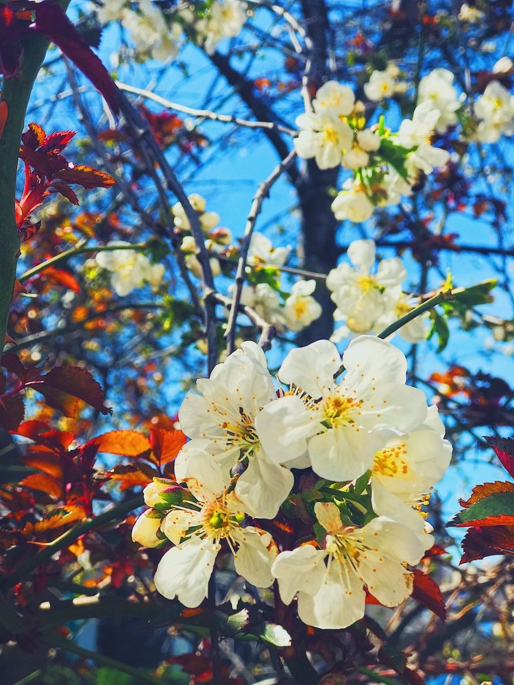 Фотография автора AnnA Shchegrinets