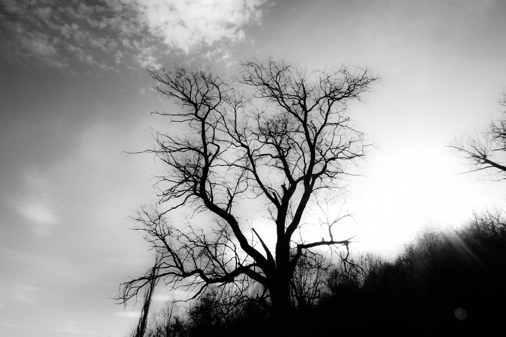 Photo #4530924