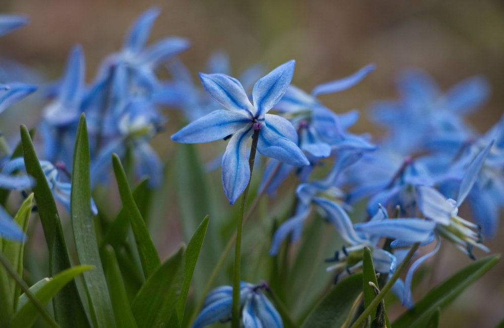 Небесный цвет.