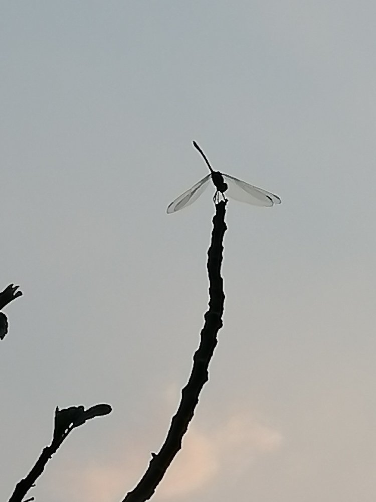 Photo #4531220