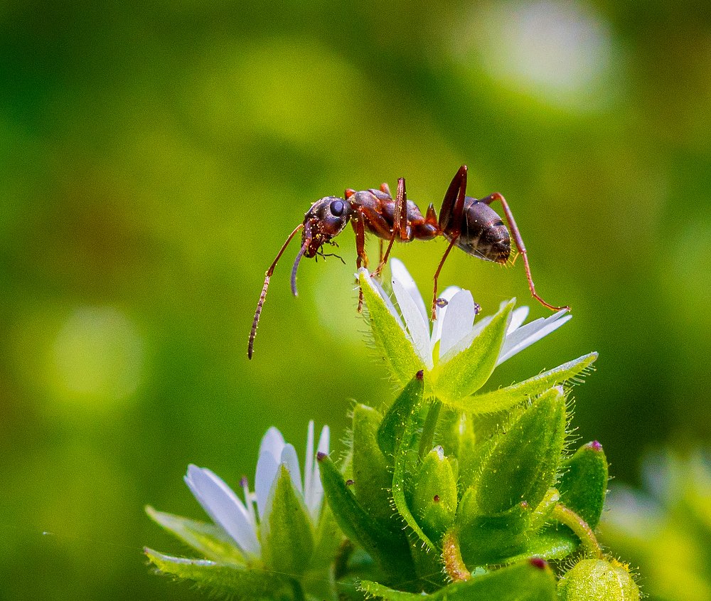 Фотография автора Liviu Ciprian Hiticas