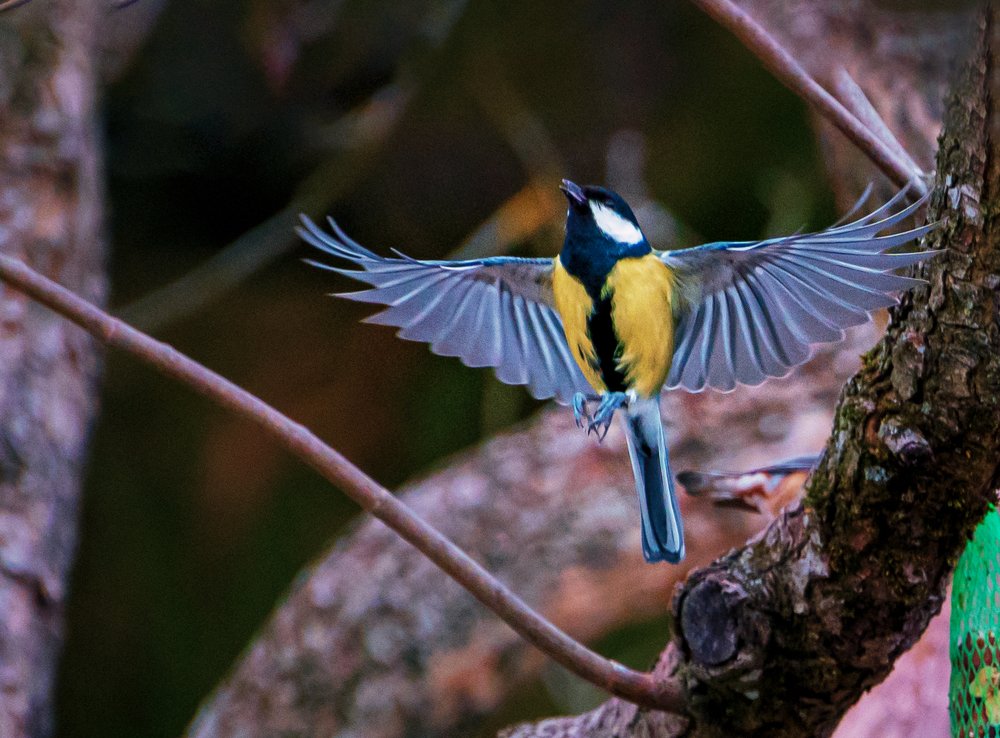 Фотография автора Liviu Ciprian Hiticas