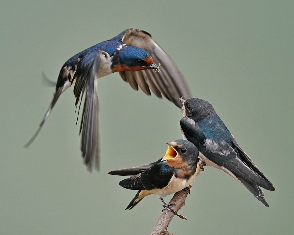 Common house swallow