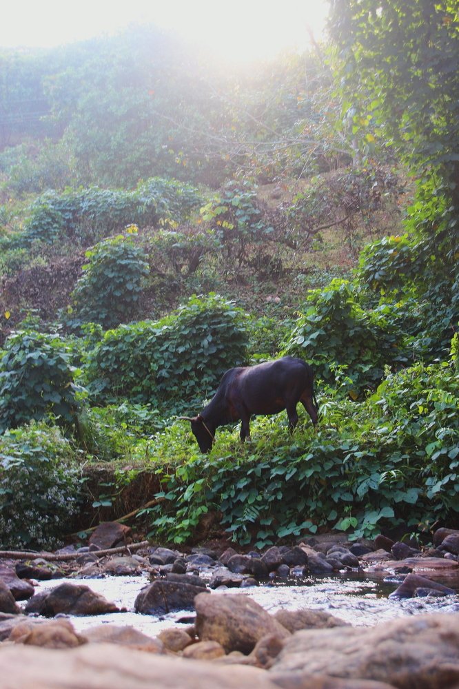 Photograph by Harisankar B