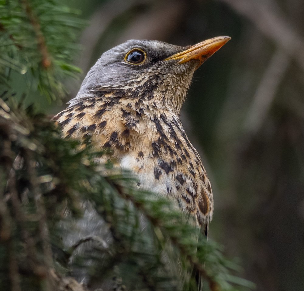 Photograph by Курлянцев Алексей