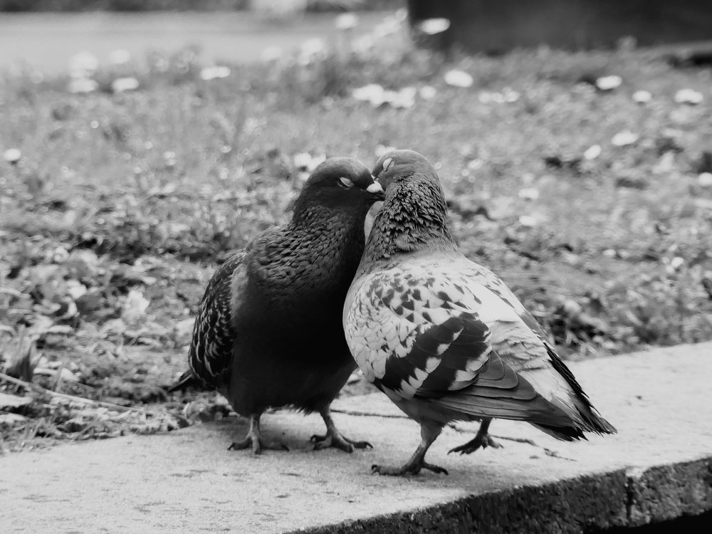 Photograph by Dan Ciupureanu