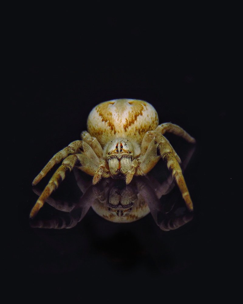 Photograph by Amin Ghaffarian