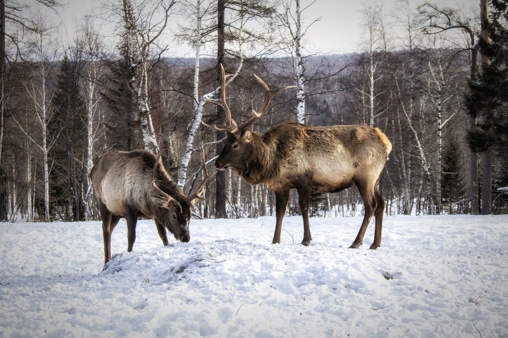 Фотография автора Веста Ягужинская