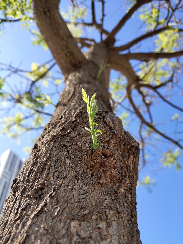 New leaf on the tree