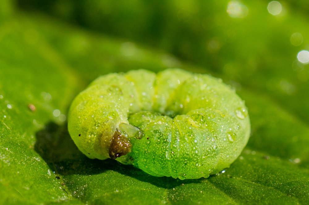 Photograph by Mahir Rustamov