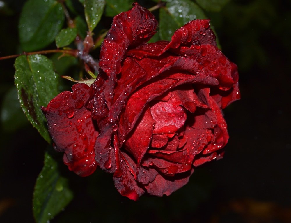 Фотография автора тимакова  нина