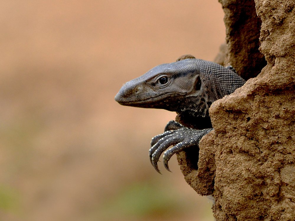 So Far No Sings Of Corona...Better Stay Home..