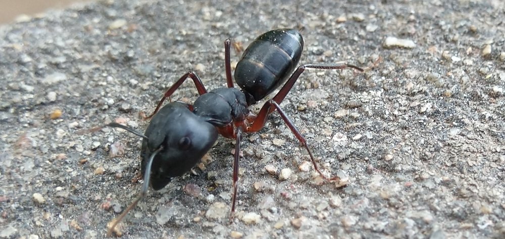 Looking for the dear one