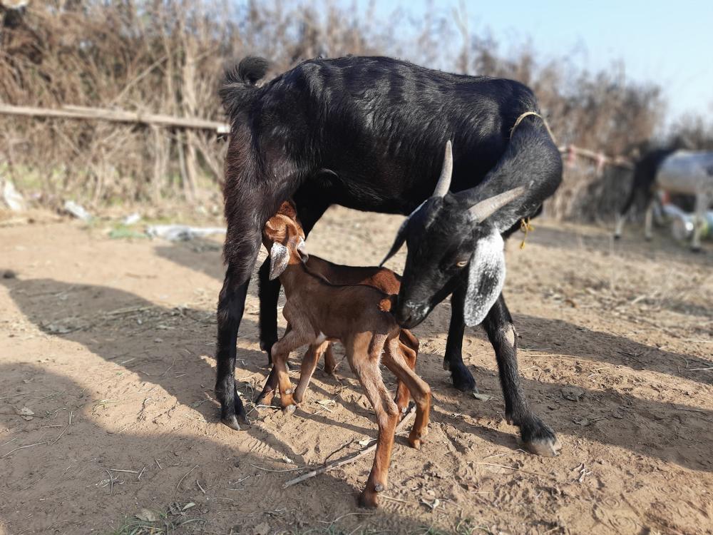 Mothers Love