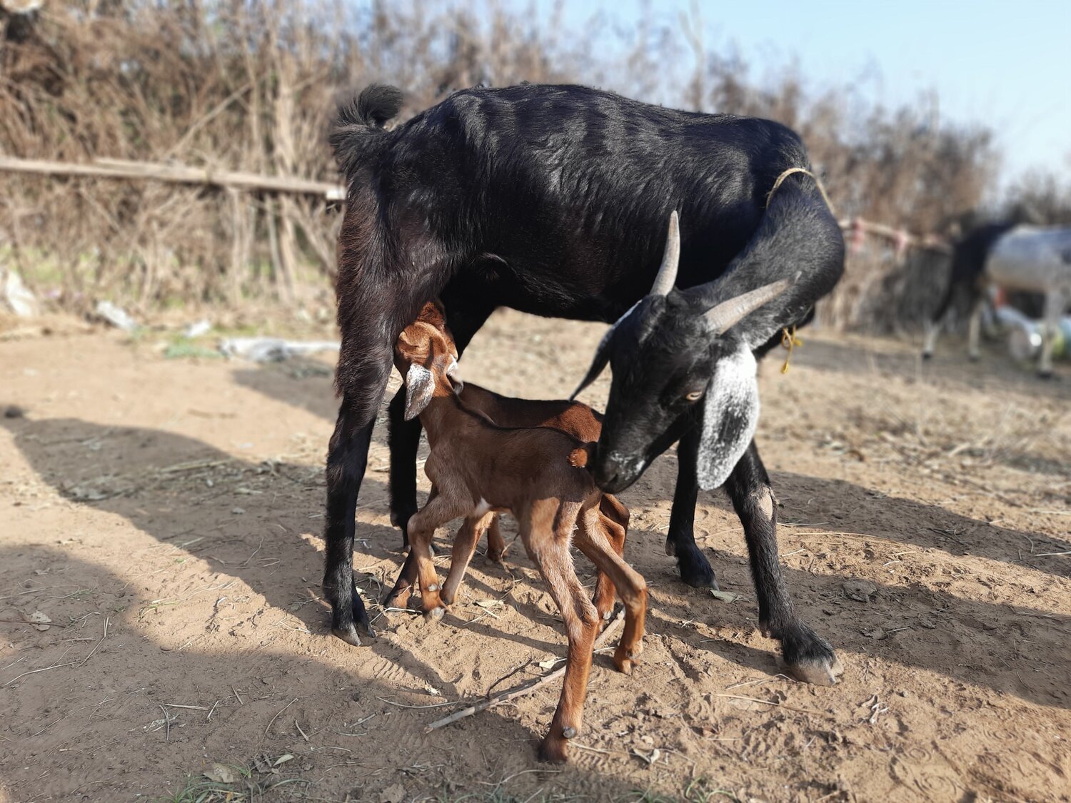 Mothers Love