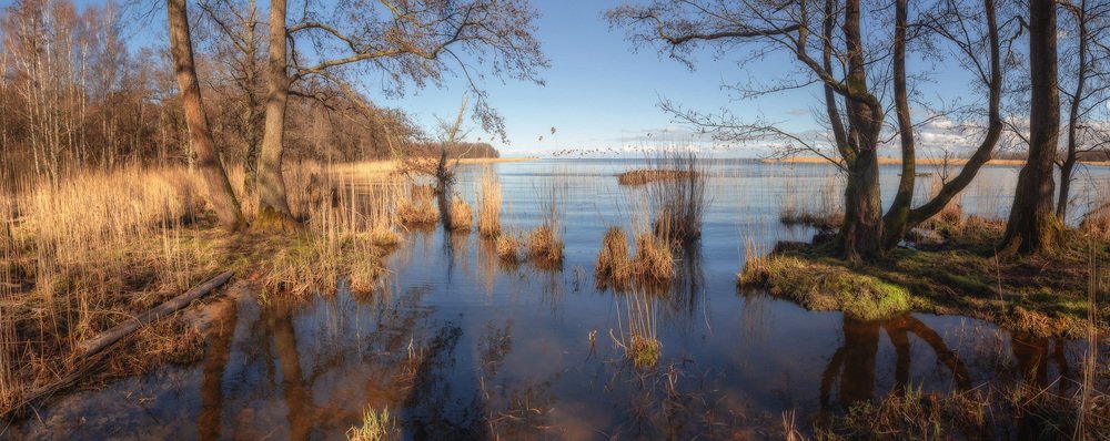 Берег Куршского залива