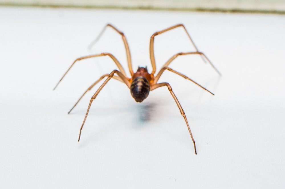 Photograph by Mahir Rustamov