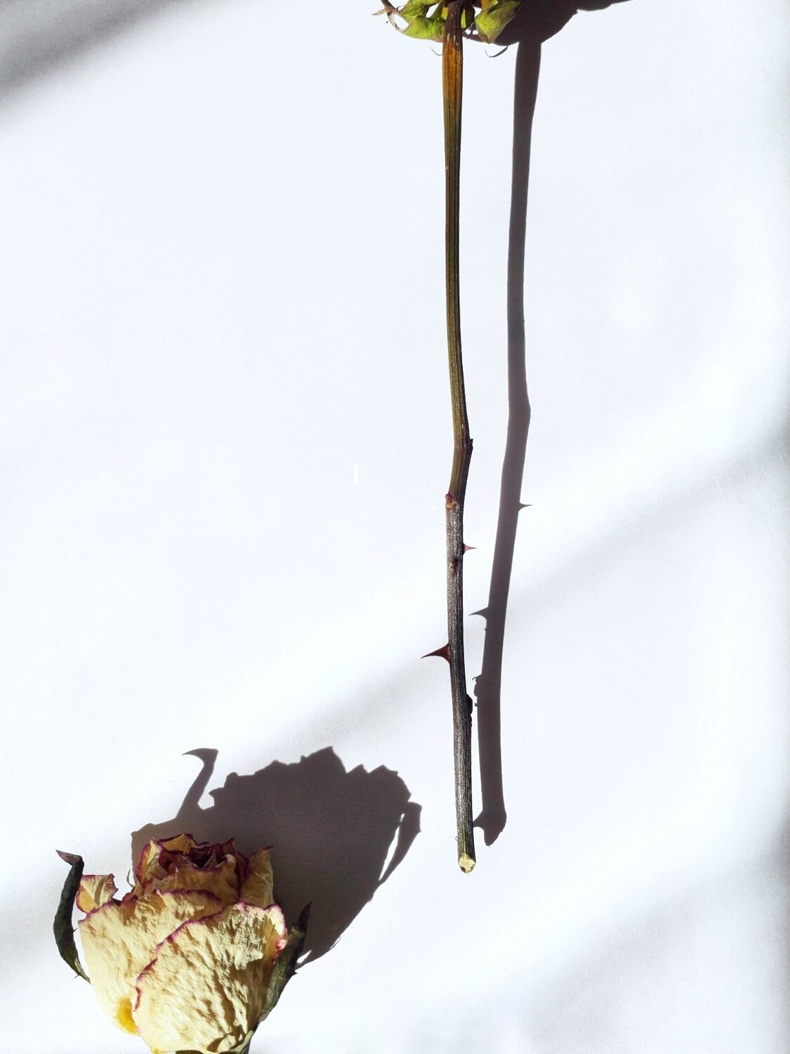 Photo #4533080