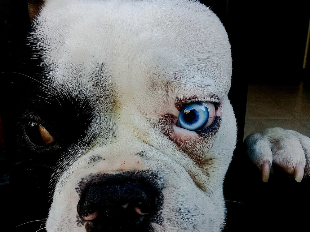Photo #4533290