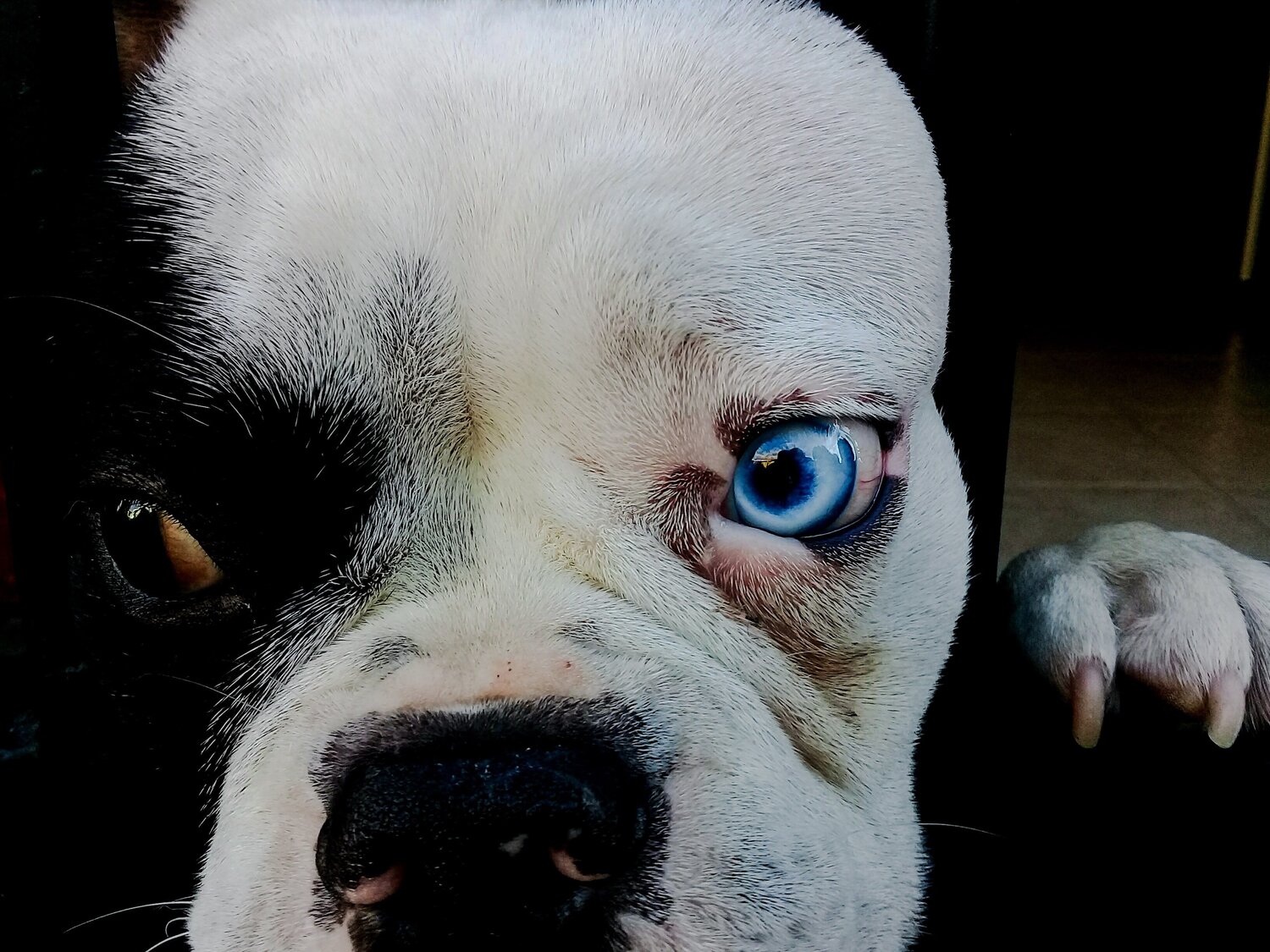 Photo #4533290