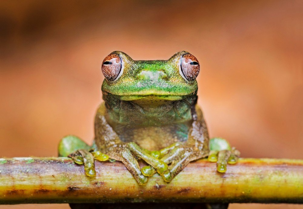 Photograph by Ovidio