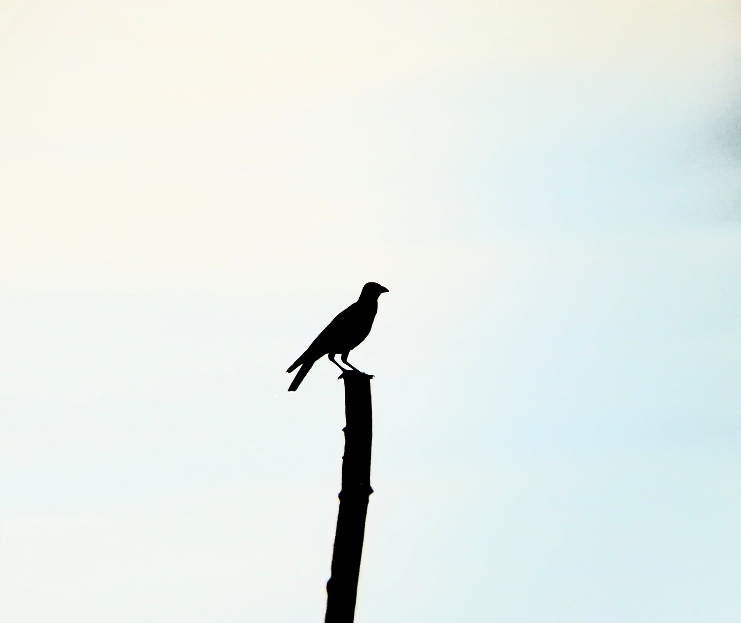 Photo #4533296